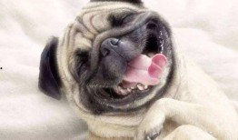 巴哥爆料最新人物是谁呀,揭秘最新神秘人物身份之谜